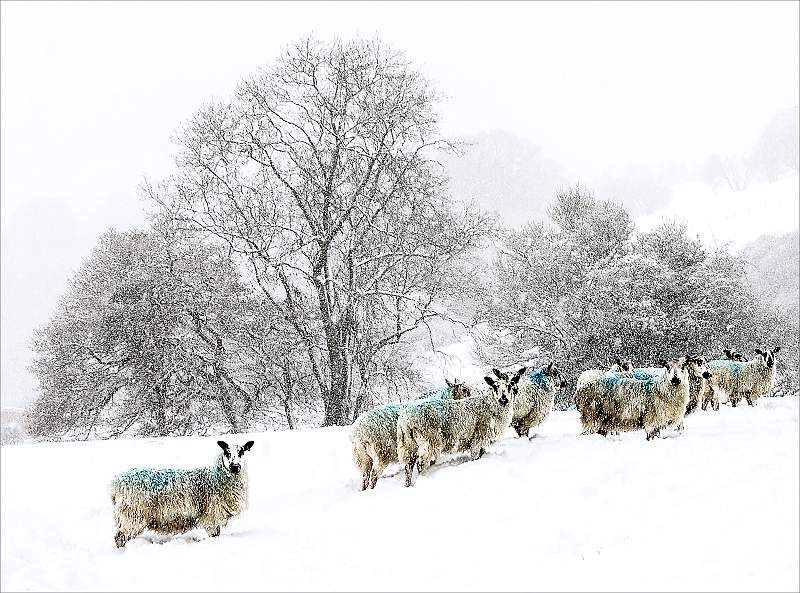 Enduring Winter Conditions.jpg